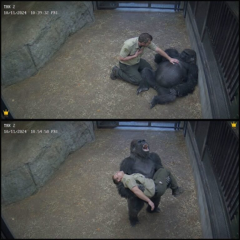 The gorilla cried for help after his favorite keeper suddenly collapsed… What happened next moved everyone. 