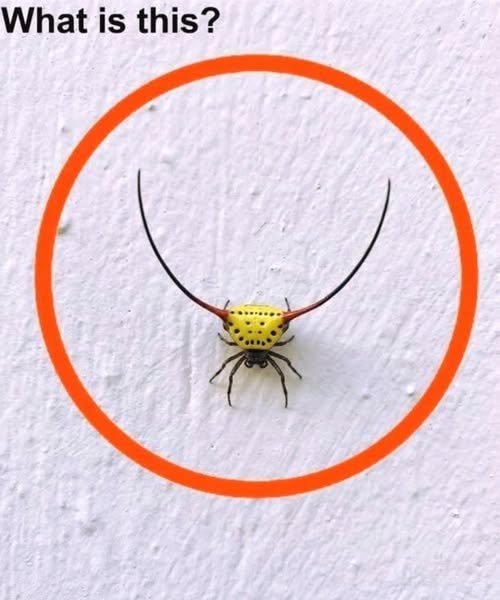 Last night, I walked into my garage, switched on the light, and noticed this on the wall.