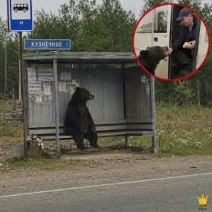 The Bear Who is waiting people in the station..see more