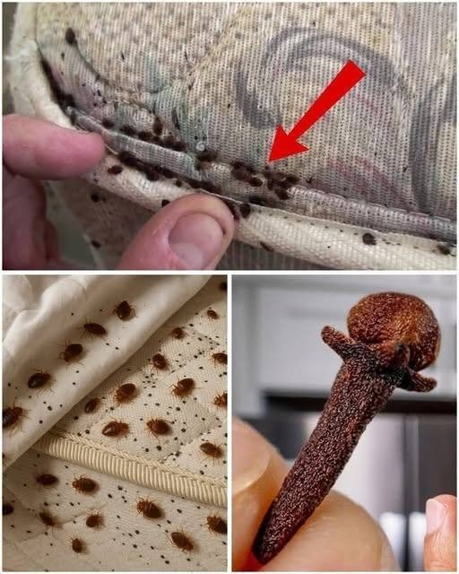 How to eliminate bed bugs – Powerful mix with cloves