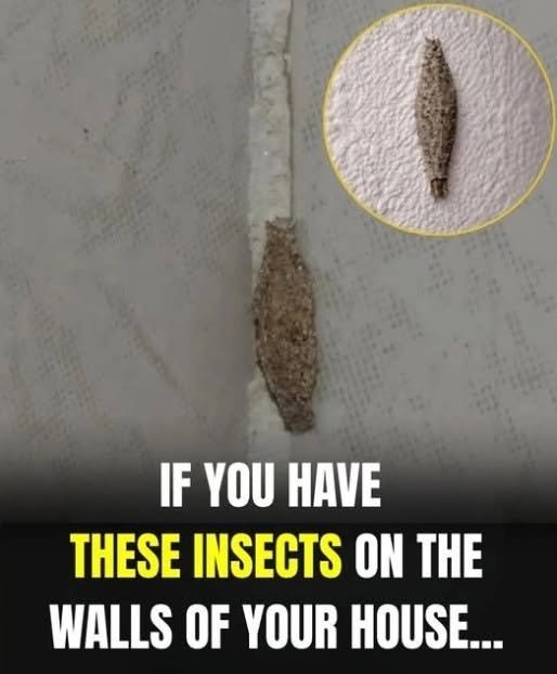 The Most Common Places This Insect Hides Inside Your Home