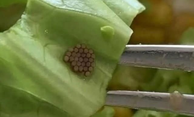 She Thought It Was Quinoa—Until a Closer Look Revealed Something Unexpected