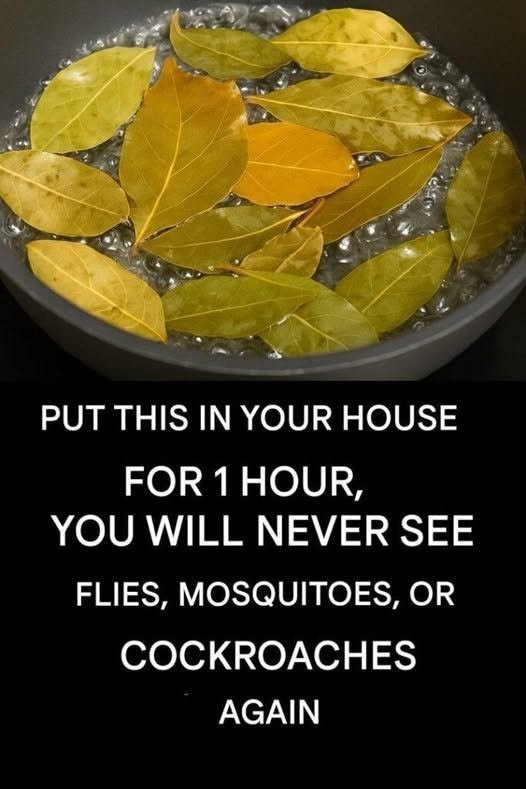 Say goodbye to flies, mosquitoes and cockroaches boiling these leaves