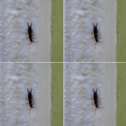 Warning! If you have found this insect in your home, it’s a sign that you need to…see more…