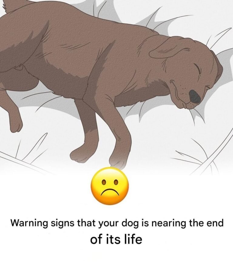 11 Signs Your Dog is Nearing the End of His Life