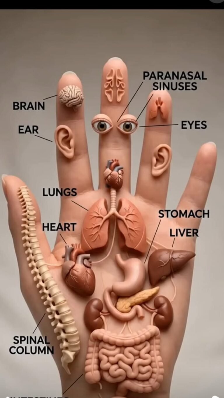 🖐️ *What Do Your Hands Reveal About Your Health? The Secret Most People Don’t Know!*