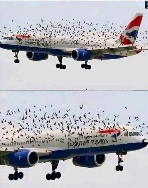 The Mind-Blowing Reason This Terrified Pilot Burst Into Tears After an Emergency Landing Saved His Passengers From a Swarm of Thousands of Angry Birds