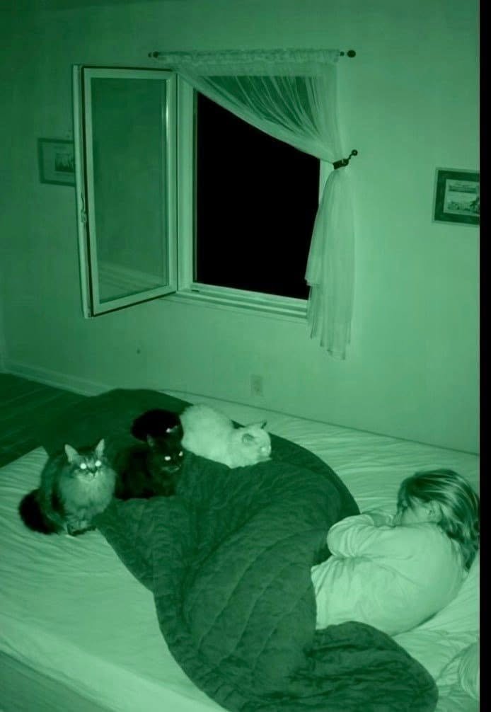 What I Realized About My Cats’ Strange Nighttime Behavior…see more