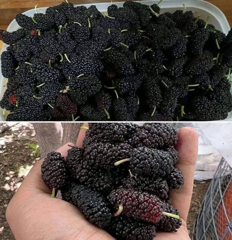 PART2: Have you ever tasted it? Do you know what it’s called?