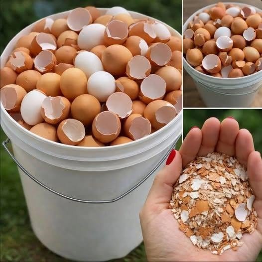 Stop throwing them away. Boil eggshells and say goodbye to… Show more