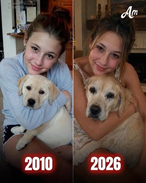 My MIL Let My Childhood Dog Out the Gate While I Was Gone – When My Husband Saw That, He Had One Surprise That Made Her Turn Pale