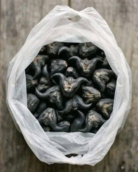 My neighbor gave me a bag of these.anyone know what they are How do you eat them….