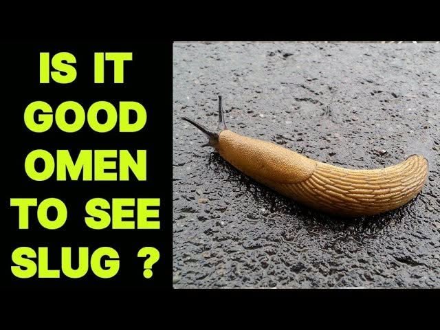 Is It Good Luck to See a Slug? What Different Cultures and Nature Experts Say