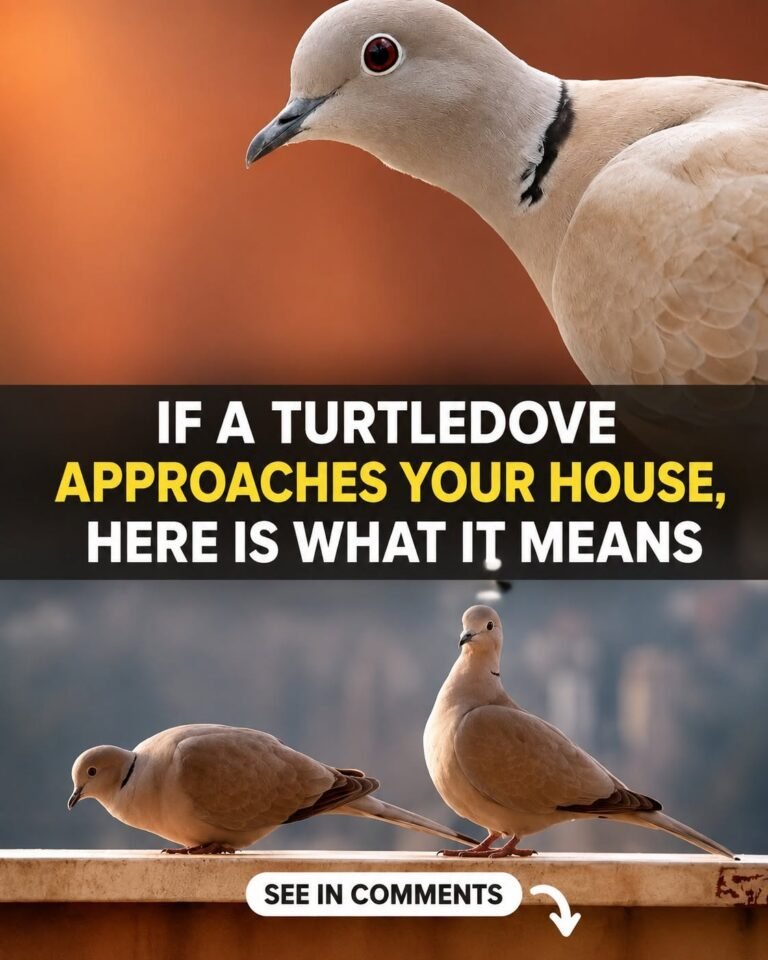 I love doves, but I didn’t know their presence meant that.