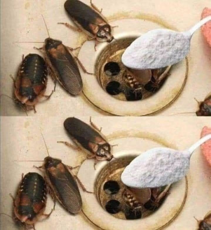 How to Eliminate Fleas, Ants and Cockroaches from Home Forever