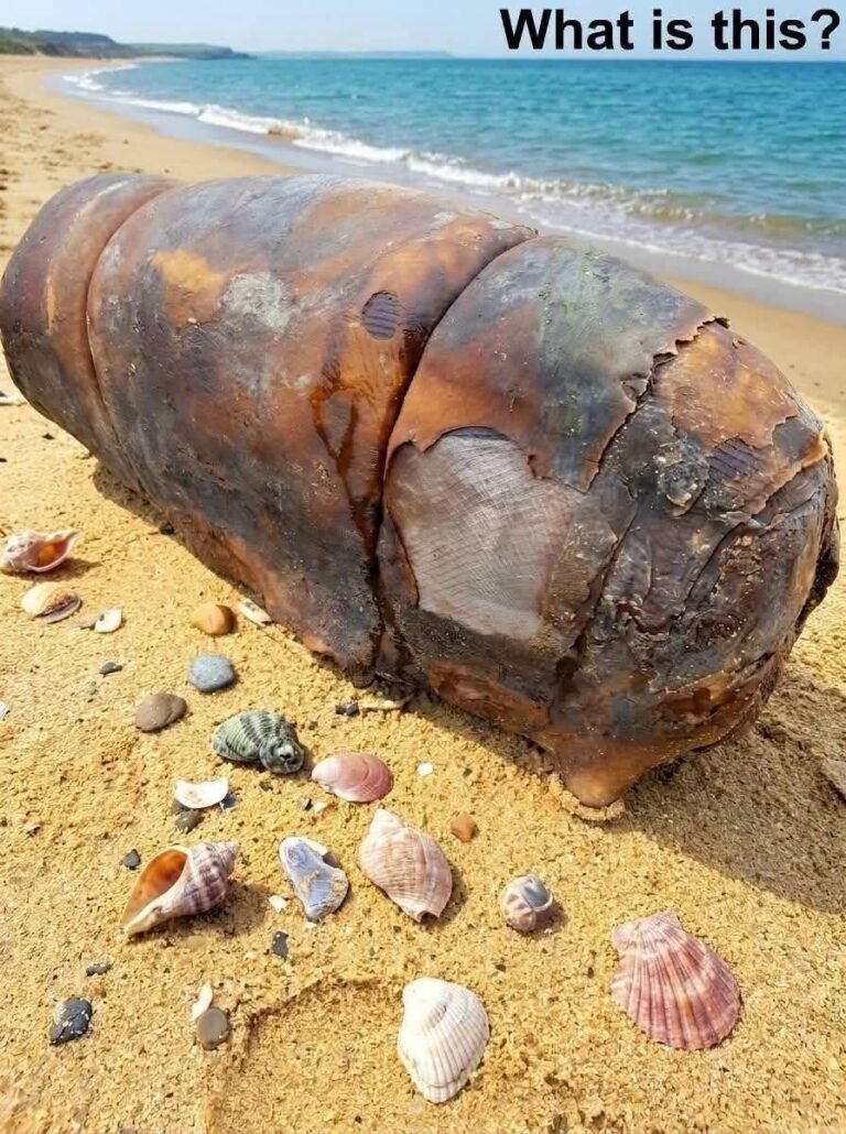 A Mysterious Beach Discovery Turned Out to Be an Unexpected Lesson About Ocean Pollution