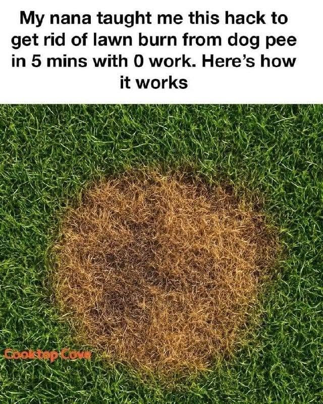 Can Baking Soda Fix Dog Urine Spots on Your Lawn? Here’s What Actually Works