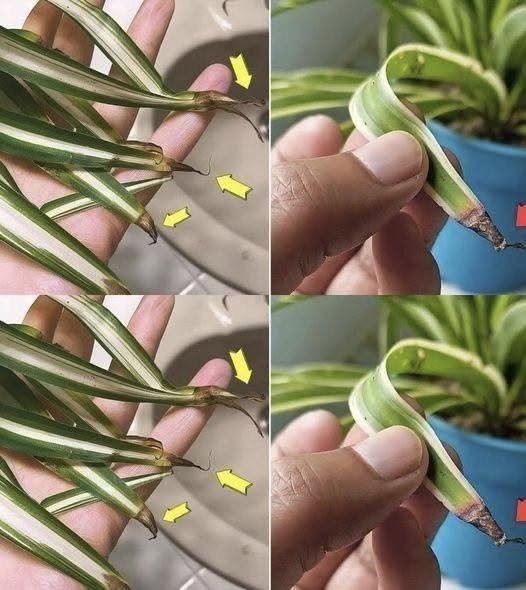 Why do the tips of herbaceous plants turn brown?