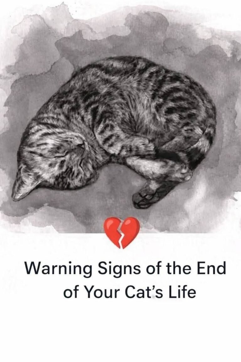 11 signs your cat is dying