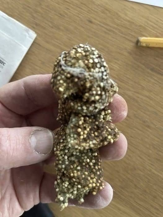“Found this sticky gunk under a shelf inside my house. What is this?”