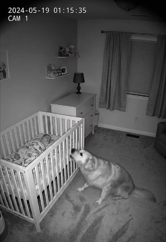 When their dog refused to leave the baby’s crib at night, new parents installed a camera to find out why