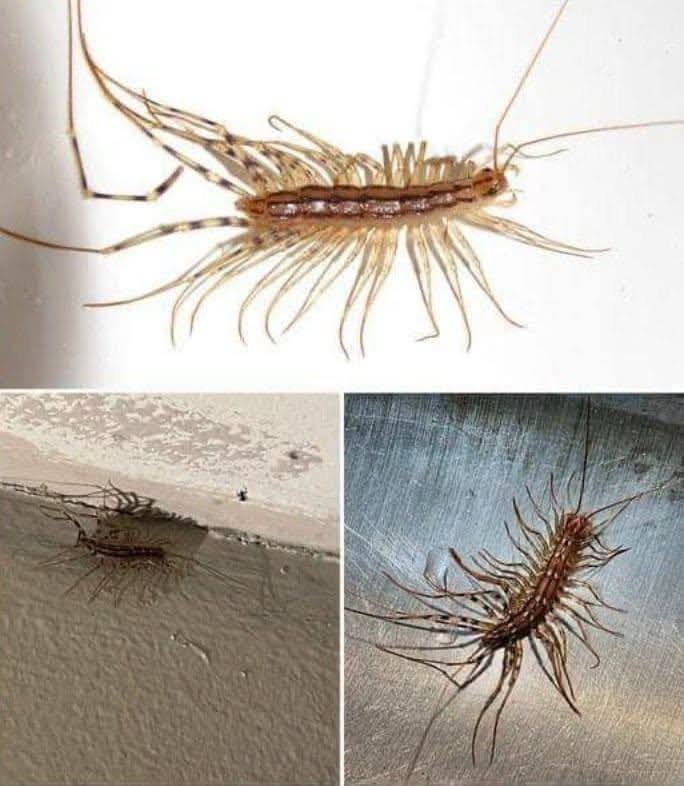 Never EVER kill a house centipede again