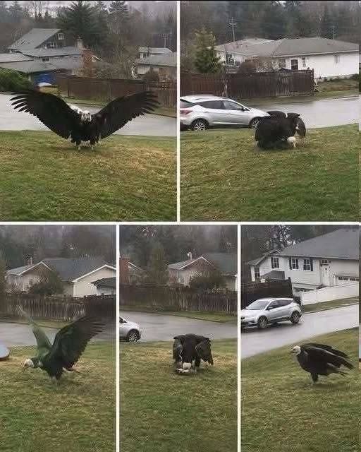 Giant Eagle captured in Bro… see more..