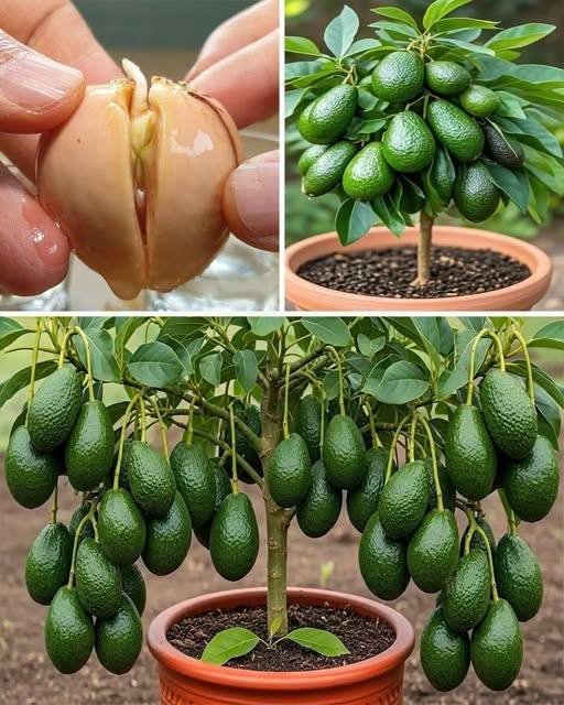 Stop Buying Avocados: Learn the Simple Method to Grow Them in Pots at Home…🤔👇👇👇
